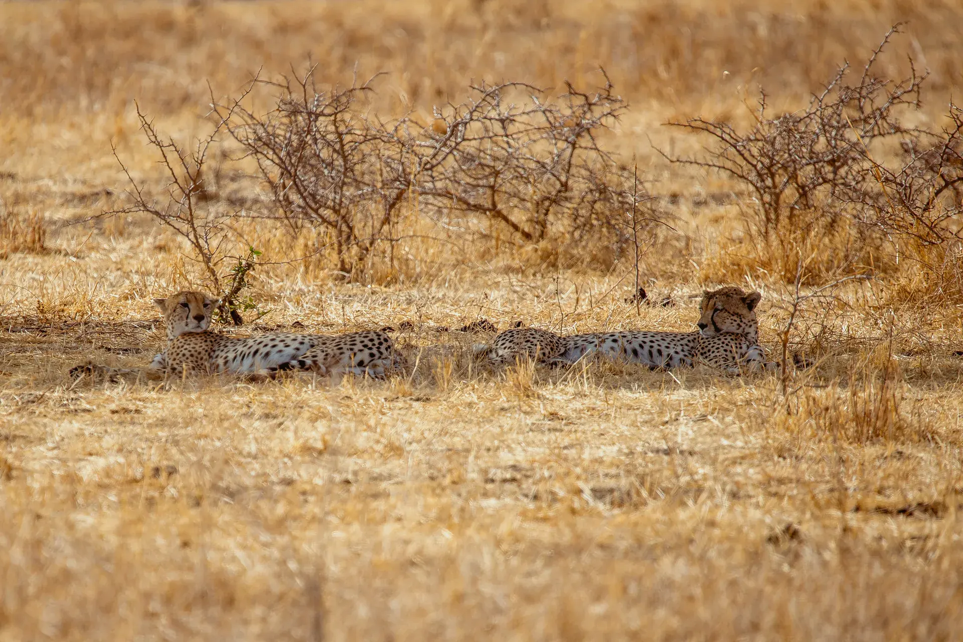 Cheetah resting on an East African safari plain